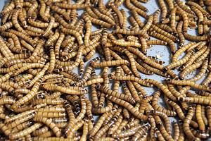 Insecta